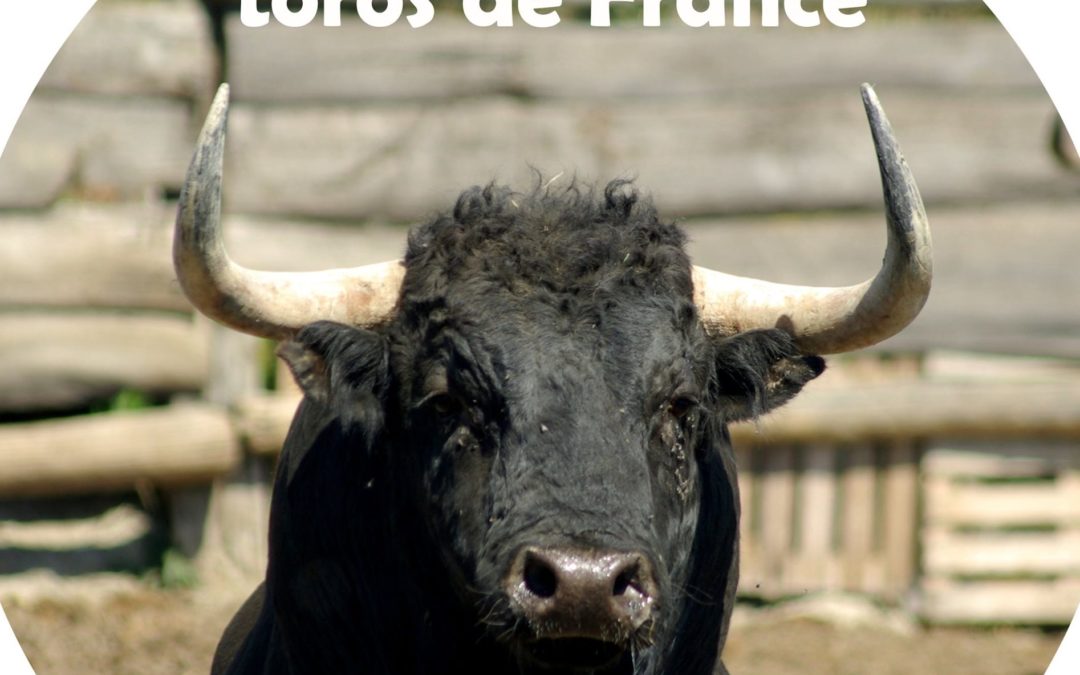 Clôture et réussite de l’opération “Soutien aux toros de France”.