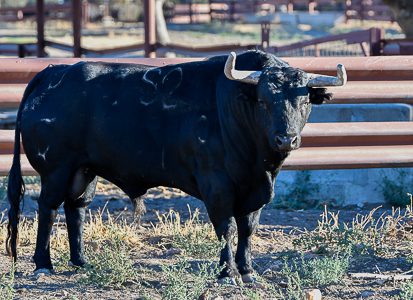 ARLES – Présentation des toros de Garcigrande pour la Corrida Goyesque du 10 septembre…