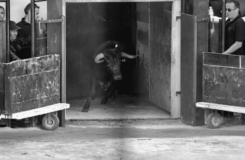 BOUILLARGUES – Présentation des élevages pour la Novillada du 7 octobre …