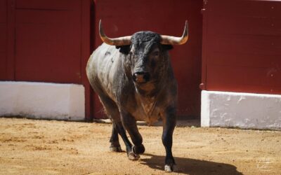 VIC FEZENSAC – La Feria du Toro dans l’oeil de Charline Fabères …