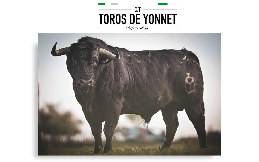 ALES – En avant première, les toros de Yonnet pour la corrida du 12 mai !