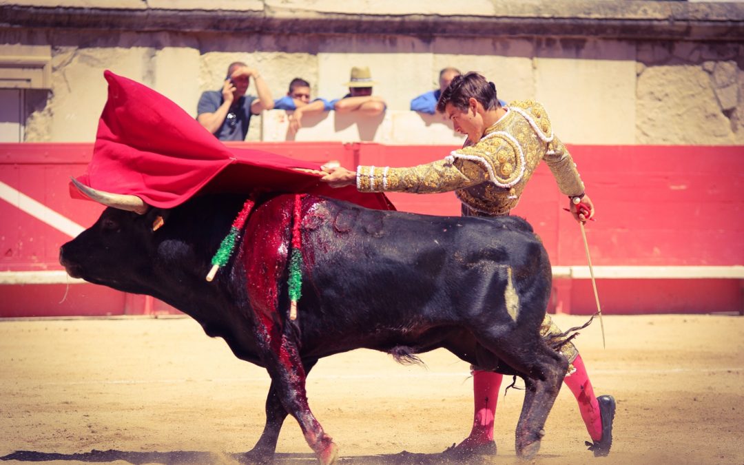 Nîmes (08.06.2019, matin) El Rafi, prophète en son pays remporte sa deuxième Cape d’or.