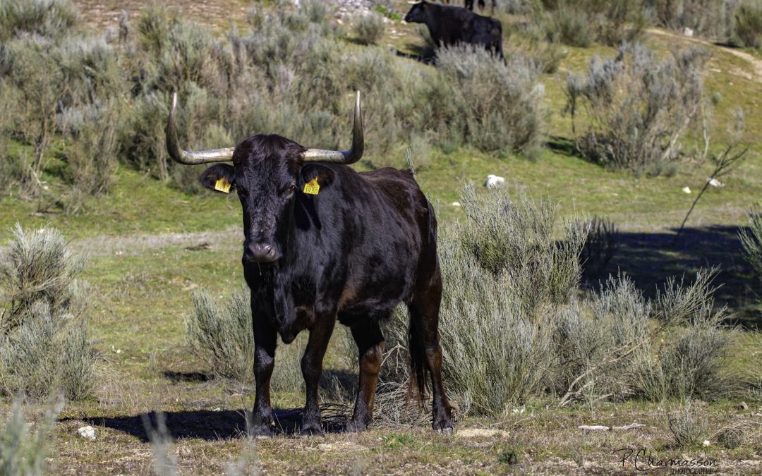 Périple Taurin – Lamamie de Clairac, joyau de la Cabaña Brava…