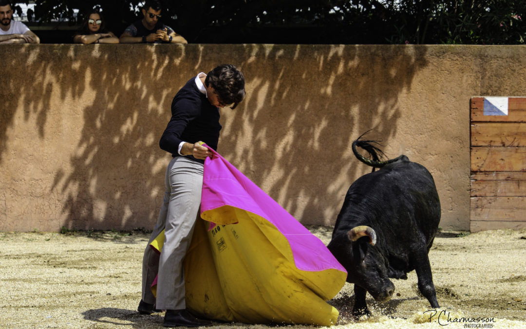 Tentadero de machos au Mas d’Auzieres…