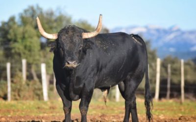 Les mercredis au campo chez Valverde… l’évènement taurin de l’été.