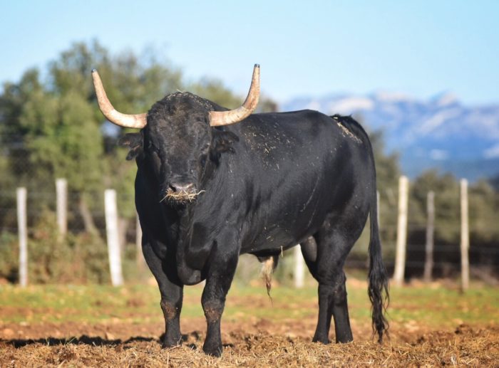 Les mercredis au campo chez Valverde… l’évènement taurin de l’été.