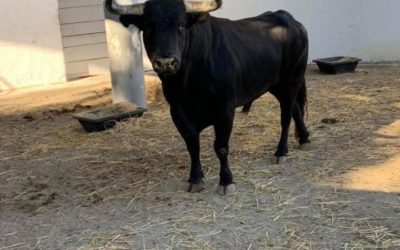 NÎMES – Les toros de la Feria des Vendanges sont arrivés …