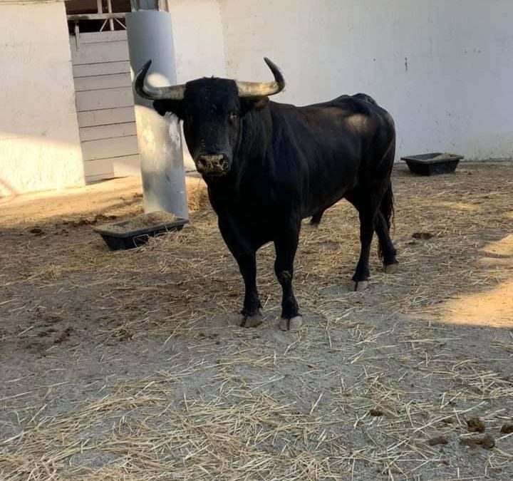 NÎMES – Les toros de la Feria des Vendanges sont arrivés …