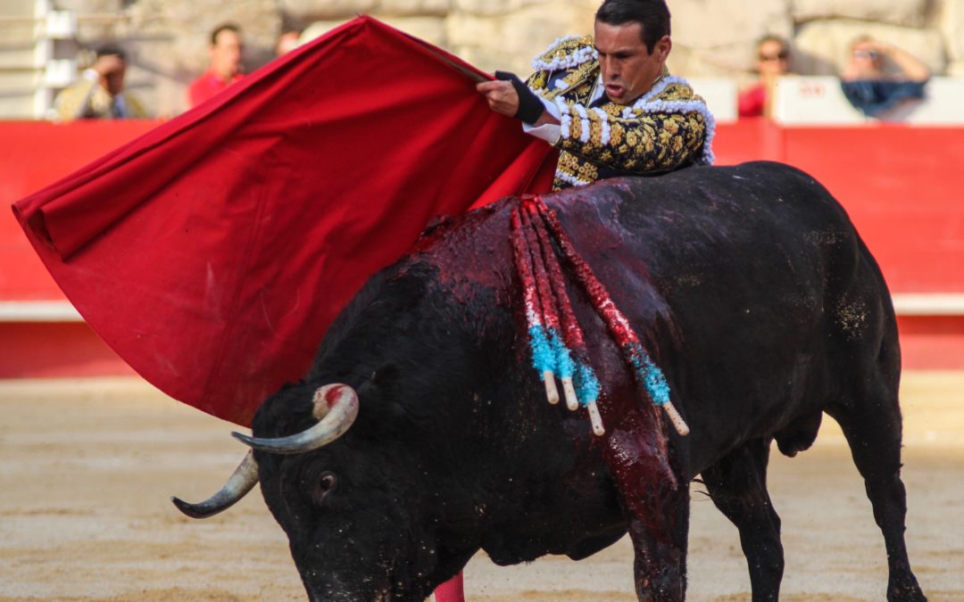 NÎMES – Feria des Vendanges – Jose Maria Manzanares convalescent déclare forfait…