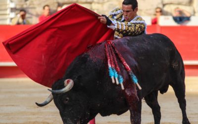 NÎMES – Feria des Vendanges – Jose Maria Manzanares convalescent déclare forfait…