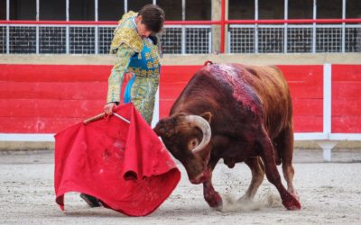 EL RAFI peaufine sa préparation avant la Feria des Vendanges…