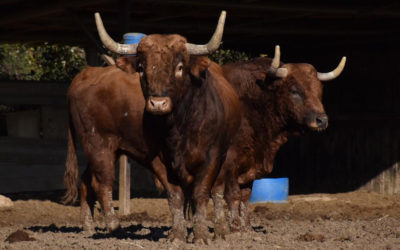 Ceret de Toros 2021- L’ADAC a repris la route du campo…