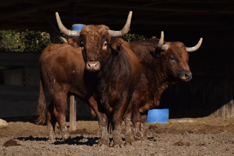 Ceret de Toros 2021- L’ADAC  a repris la route du campo…