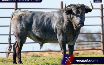 Les Toros de Victorino Martin pour le retour de RAFAELILLO …