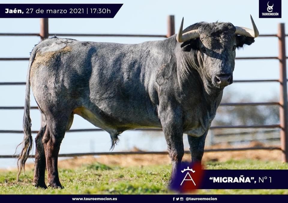 Les Toros de Victorino Martin pour le retour de RAFAELILLO …