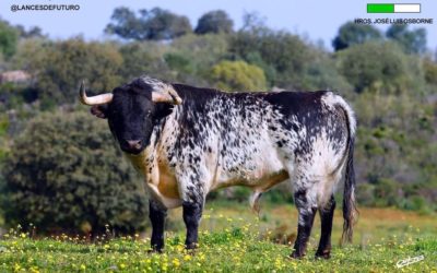 MORÓN DE LA FRONTERA – Les toros du mano a mano entre Daniel Luque et Gines Marin.