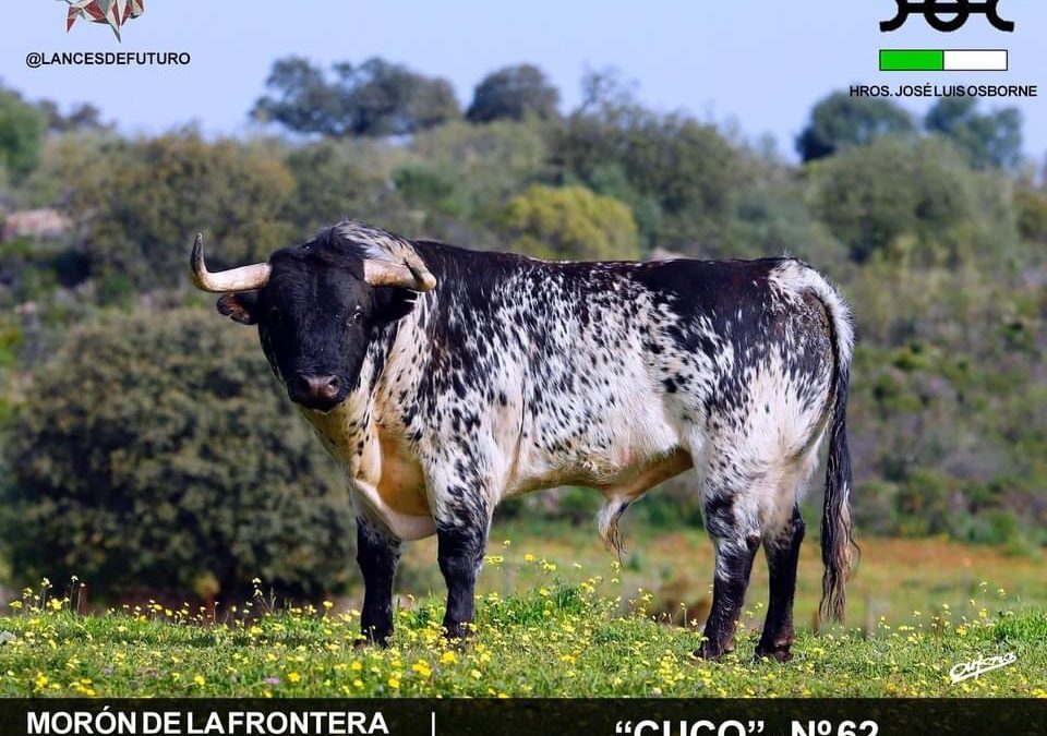 MORÓN DE LA FRONTERA – Les toros du mano a mano entre Daniel Luque et Gines Marin.