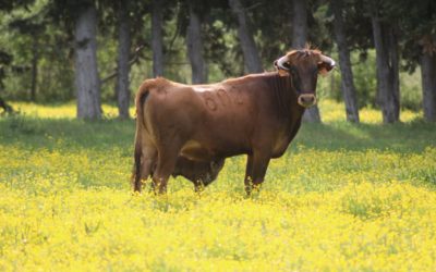Vivre son rêve “ganadero” avec La Paluna…