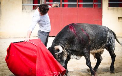 Tentadero de macho pascal avec TIBO GARCIA à la Ganaderia Turquay…