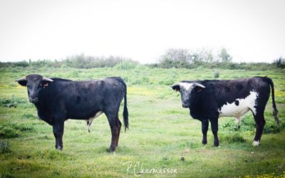 La Golosina, les Santa Coloma de Camargue…