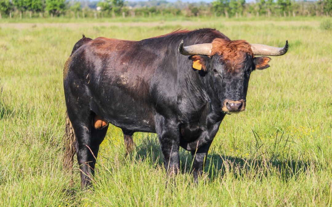 SAINT-VINCENT-DE-TYROSSE – La Corrida des Fêtes aura lieu le 18 juillet avec des toros français…