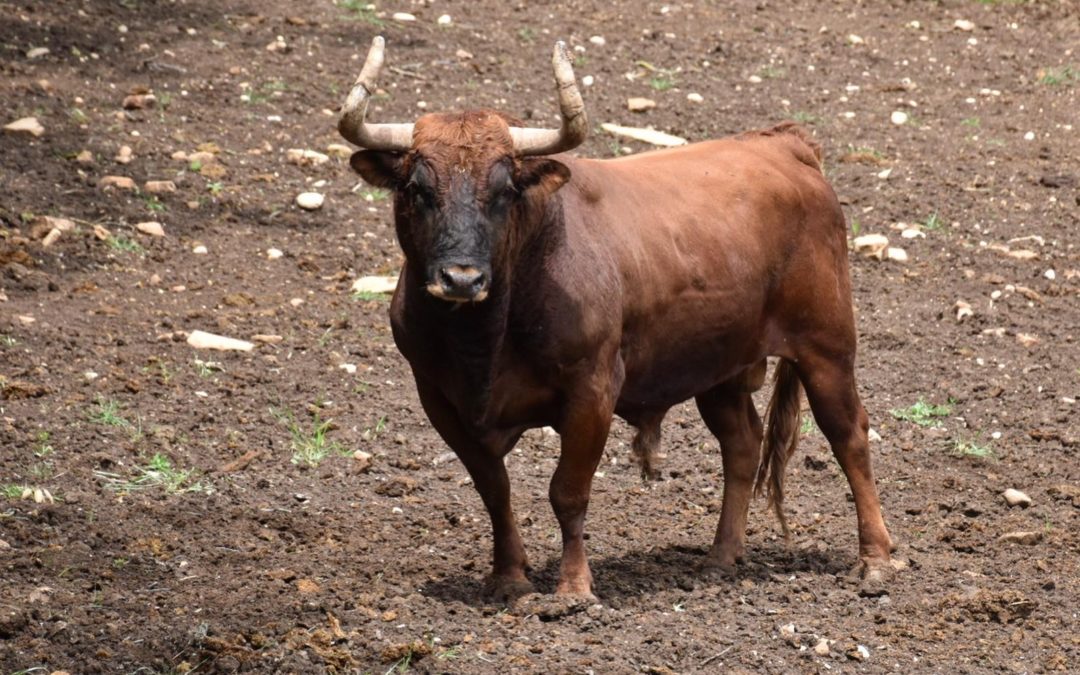 CERET – Les précisions de l’ADAC pour la corrida des Reta de Casta Navarra…