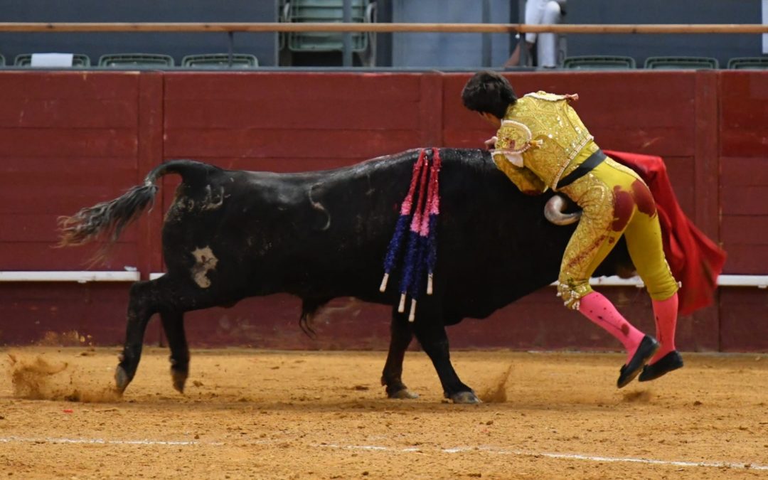 Des nouvelles rassurantes du novillero MANUEL PERERA grièvement blessé à Vistalegre.