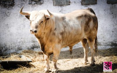 NÎMES – Les toros de la Feria sont arrivés…