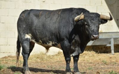 ARLES // SORTEO – MAXIME SOLERA prendra l’alternative devant le toro “Lorito”…