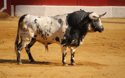 VIC-FEZENSAC (10.07.2021, tarde) – Six silences au bout de l’ennui…