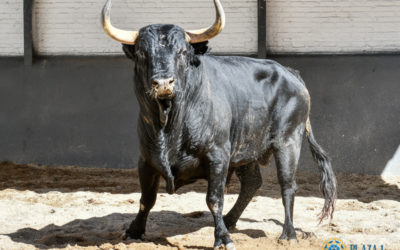 MADRID (04.07.2021) – Sorteo des toros de Victoriano del Rio / Toros de Cortes pour le mano a mano Antonio Ferrera – Emilio de Justo.