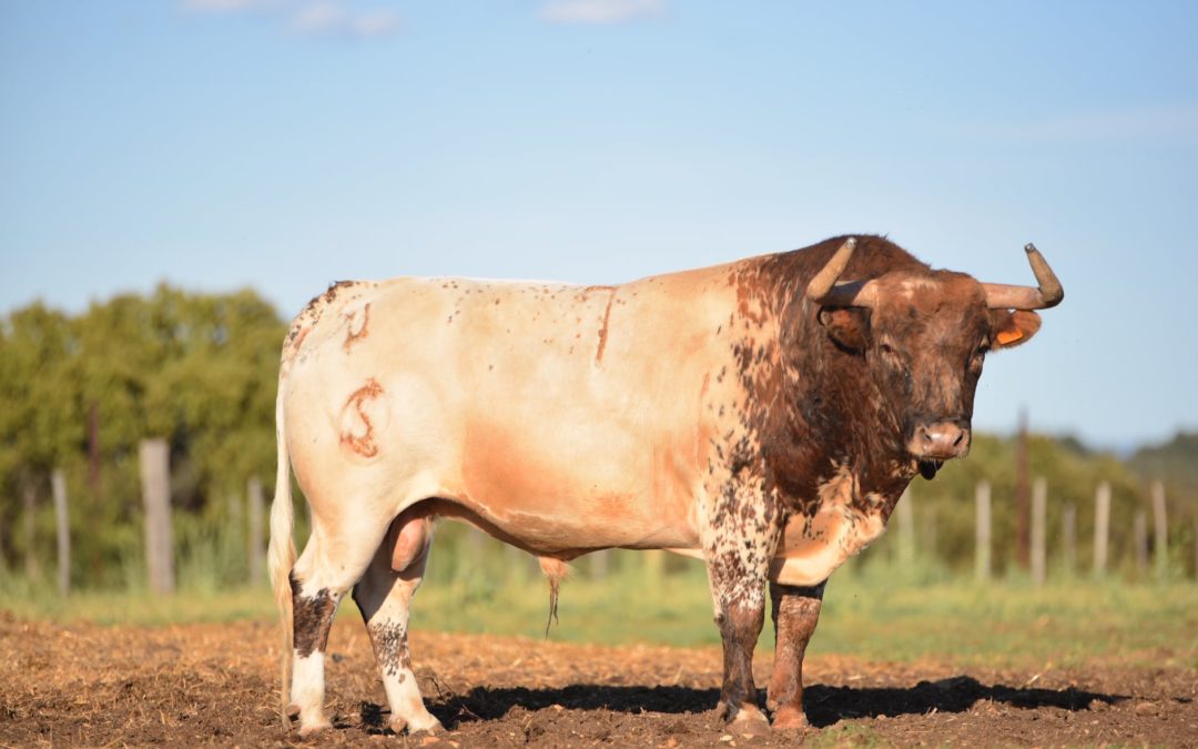 ISTRES – Les toros de Concha y Sierra et Margé pour la corrida des fêtes du 1er aout…