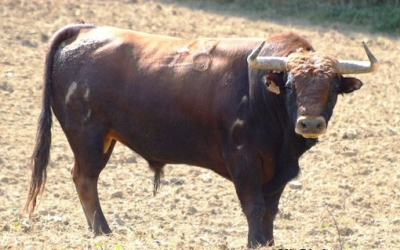 RISCLE – Sorteo de la première corrida de l’histoire des arènes…