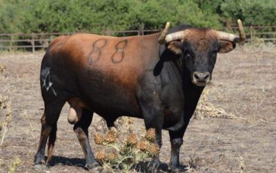 BEZIERS – Les toros de Torrealta pour la corrida du vendredi 13 aout…