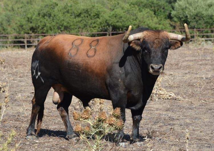 BEZIERS – Les toros de Torrealta pour la corrida du vendredi 13 aout…