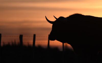 Concha y Sierra : fin du chapitre français