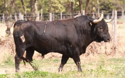 ALES – Les toros pour la corrida concours du 14 aout…