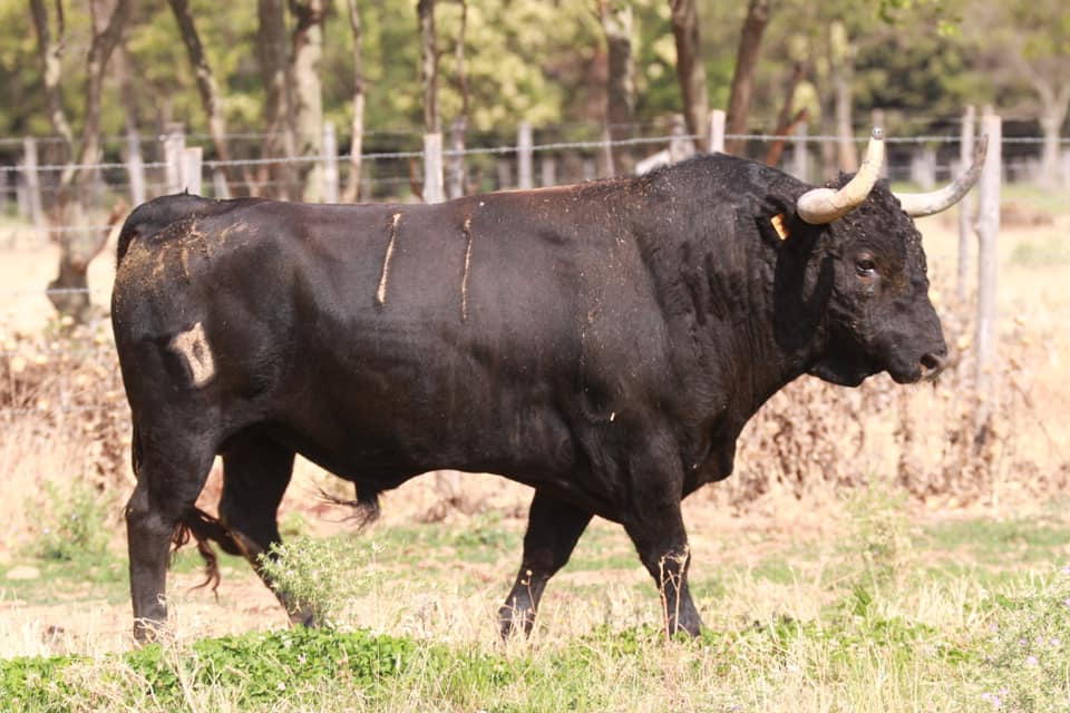 ALES – Les toros pour la corrida concours du 14 aout…