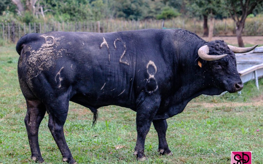 NÎMES – Sorteo de la Novillada de la Cape d’or pour l’ouverture de la Feria des Vendanges.