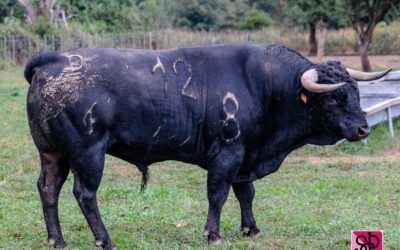 NÎMES – Sorteo de la Novillada de la Cape d’or pour l’ouverture de la Feria des Vendanges.