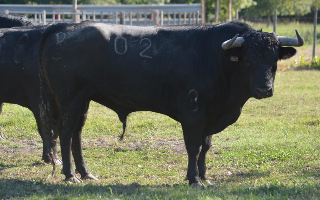 ARLES – Présentation des novillos de Jalabert et Rolland Durand pour la novillada du vendredi 11…
