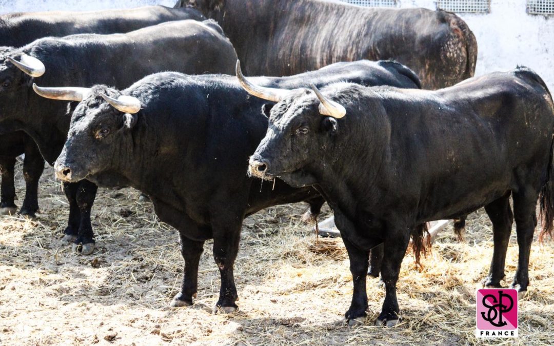 NIMES – Les toros sont arrivés aux corrales.