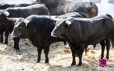 NIMES – Les toros sont arrivés aux corrales.