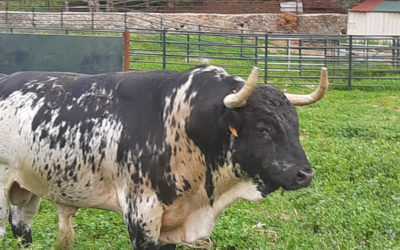 ISTRES – Un aperçu en photos des toros de Virgen Maria pour la corrida du 17 octobre.