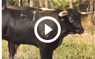 BOUILLARGUES – Présentation des erales de Valverde, François André et Gallon … (VIDEOS)