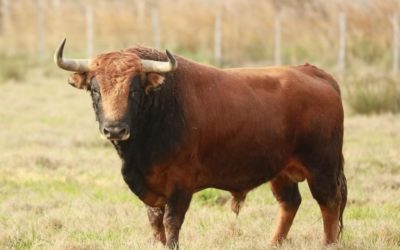 ALES – Les Ganaderos français mis à l’honneur pour la Feria de l’Ascension …