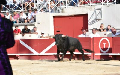 BÉZIERS – Les toros de Miura de retour 5 ans après…