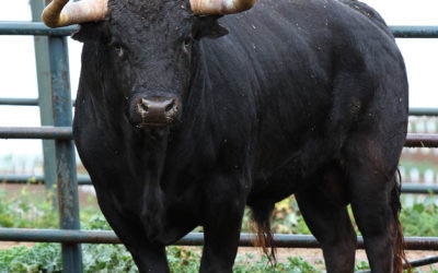 ARLES – Un lot important de Jandilla le Lundi de Pâques …