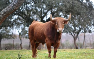 ISTRES – Les toros de Pedraza de Yeltes pour la corrida d’ouverture…