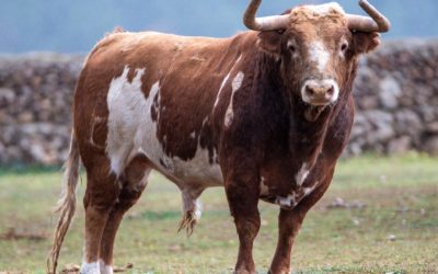 ARLES – Les toros du mano a mano El Juli – Emilio de Justo …